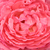 Roz - Trandafir teahibrid - Panthère Rose